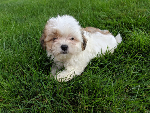 Mal-Shi For Sale Millersburg OH Male-Mac