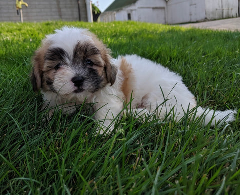 Mal-Shi For Sale Millersburg OH Male-Murphy