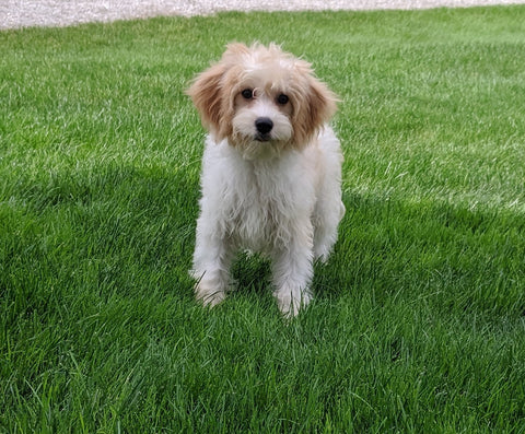 Cavachon For Sale Millersburg OH Male-Rufus