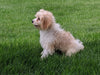 Cavachon For Sale Millersburg OH Male-Rufus