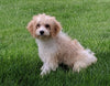 Cavachon For Sale Millersburg OH Male-Rufus
