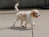 Cavachon For Sale Millersburg OH Male-Rufus