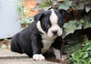 AKC Registered Boston Terrier For Sale Wooster, OH Male- Chip