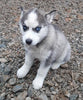 Siberian Husky For Sale West Union OH Female-Fluffy