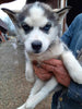 Siberian Husky For Sale West Union OH Female-Fluffy