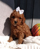 ICA Registered Mini Poodle For Sale Dundee OH Male-Lenny