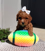 ICA Registered Mini Poodle For Sale Dundee OH Male-Lenny
