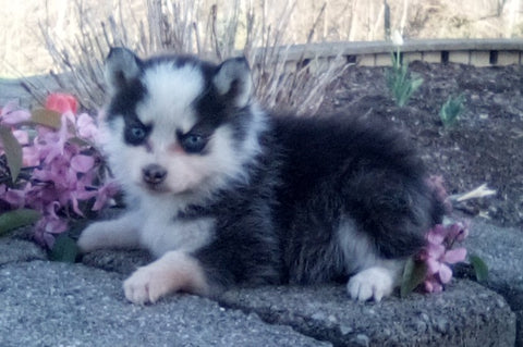 Pomsky For Sale Holmesville OH Female-Isabelle