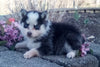 Pomsky For Sale Holmesville OH Female-Isabelle