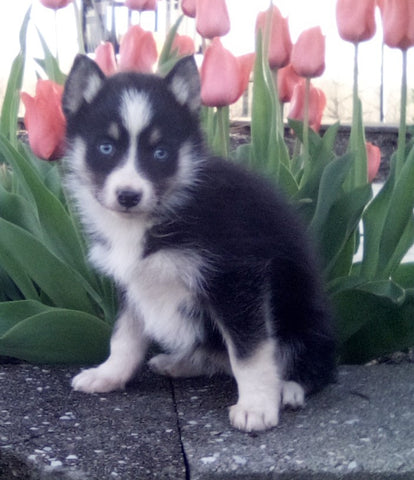 Pomsky For Sale Holmesville OH Female-Izzy