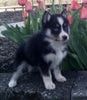 Pomsky For Sale Holmesville OH Female-Izzy