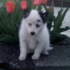 Pomsky For Sale Holmesville OH Female-Ida