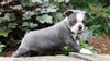 AKC Registered Boston Terrier For Sale Wooster, OH Female- Callie