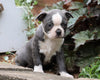 AKC Registered Boston Terrier For Sale Wooster, OH Female- Callie