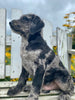 Labradoodle Puppy For Sale Holmesville OH Male-Mason