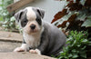 AKC Registered Boston Terrier For Sale Wooster, OH Male- Calvin