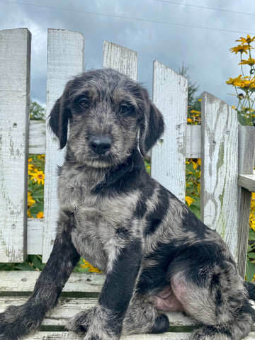 Labradoodle Puppy For Sale Holmesville OH Male-Mason