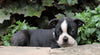 AKC Registered Boston Terrier For Sale Wooster, OH Male- Captain