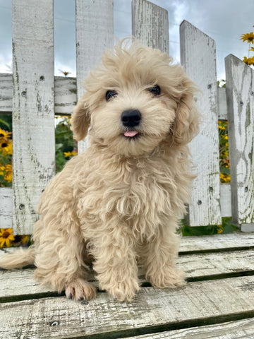 F1B Maltipoo For Sale Holmesville OH Male-Lyle