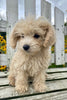 F1B Maltipoo For Sale Holmesville OH Male-Lyle