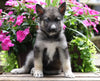 German Shepherd/ Siberian Husky Mix For Sale Millersburg, OH Male- Max