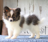 ACA Registered Pomeranian For Sale Millersburg, OH Female- Tiny