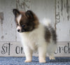 ACA Registered Pomeranian For Sale Millersburg, OH Female- Tiny