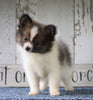 ACA Registered Pomeranian For Sale Millersburg, OH Female- Tiny