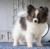 ACA Registered Pomeranian For Sale Millersburg, OH Female- Tiny