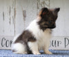 ACA Registered Pomeranian For Sale Millersburg, OH Male- Dakota