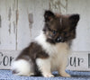 ACA Registered Pomeranian For Sale Millersburg, OH Male- Dakota
