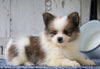 CKC Registered Pomeranian For Sale Millersburg, OH Female- Judy