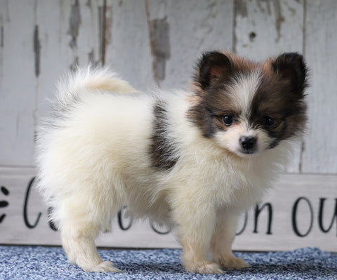 CKC Registered Pomeranian For Sale Millersburg, OH Female- Jenice