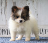 CKC Registered Pomeranian For Sale Millersburg, OH Female- Jenice