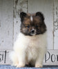 CKC Registered Pomeranian For Sale Millersburg, OH Male- Jack