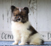 CKC Registered Pomeranian For Sale Millersburg, OH Male- Jack