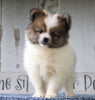 CKC Registered Pomeranian For Sale Millersburg, OH Male- Joel