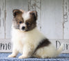 CKC Registered Pomeranian For Sale Millersburg, OH Male- Joel