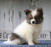 CKC Registered Pomeranian For Sale Millersburg, OH Male- Joel