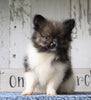 ACA Registered Pomeranian For Sale Millersburg, OH Male- Dakota