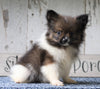 ACA Registered Pomeranian For Sale Millersburg, OH Male- Dakota
