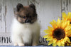 ACA Registered Pomeranian For Sale Millersburg, OH Female- Susan