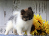 ACA Registered Pomeranian For Sale Millersburg, OH Female- Susan