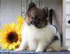 ACA Registered Pomeranian For Sale Millersburg, OH Female- Susan