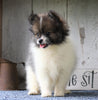 ACA Registered Pomeranian For Sale Millersburg, OH Female- Molly