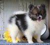 ACA Registered Pomeranian For Sale Millersburg, OH Female- Molly