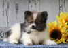 ACA Registered Pomeranian For Sale Millersburg, OH Female- Christena