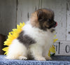 ACA Registered Pomeranian For Sale Millersburg, OH Female- Tiny