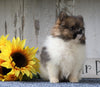 ACA Registered Pomeranian For Sale Millersburg, OH Female- Tiny