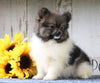 ACA Registered Pomeranian For Sale Millersburg, OH Male- Charles